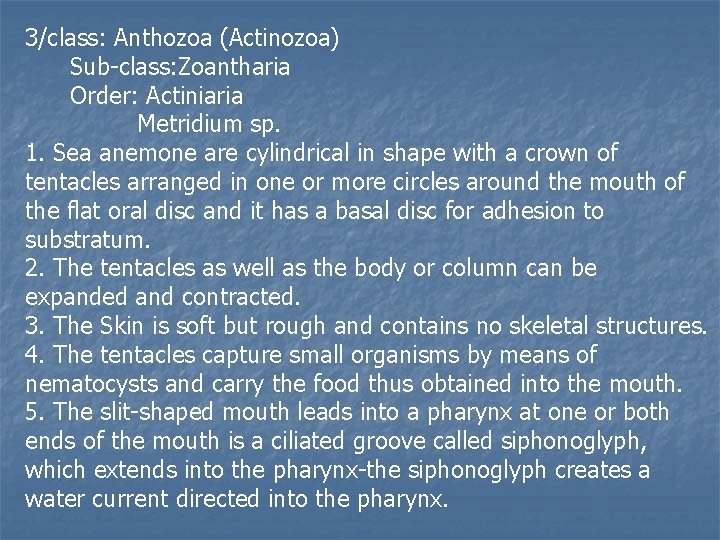 3/class: Anthozoa (Actinozoa) Sub-class: Zoantharia Order: Actiniaria Metridium sp. 1. Sea anemone are cylindrical