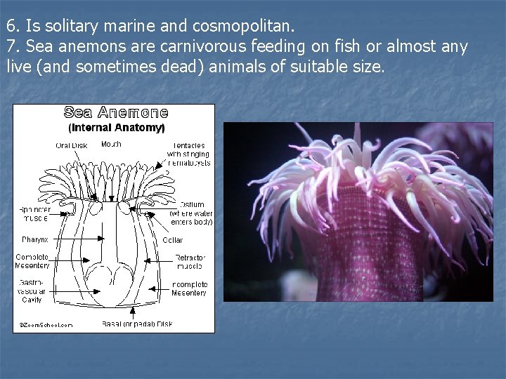 6. Is solitary marine and cosmopolitan. 7. Sea anemons are carnivorous feeding on fish