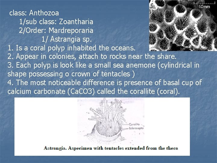 class: Anthozoa 1/sub class: Zoantharia 2/Order: Mardreporaria 1/ Astrangia sp. 1. Is a coral