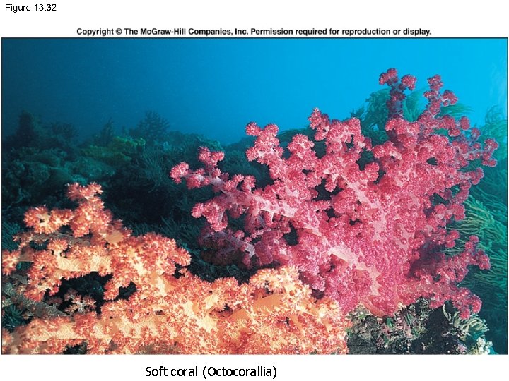 7. 27 Soft coral (Octocorallia) 