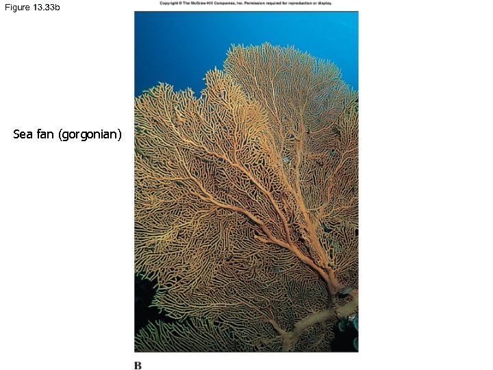 Sea fan (gorgonian) 