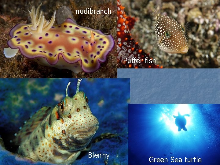 nudibranch Puffer fish Blenny Green Sea turtle 