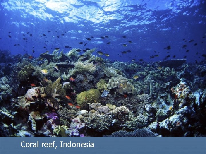 Coral reef, Indonesia 