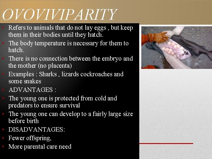 OVOVIVIPARITY • Refers to animals that do not lay eggs , but keep them