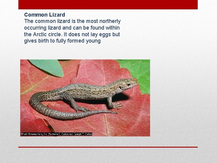 Common Lizard The common lizard is the most northerly occurring lizard and can be