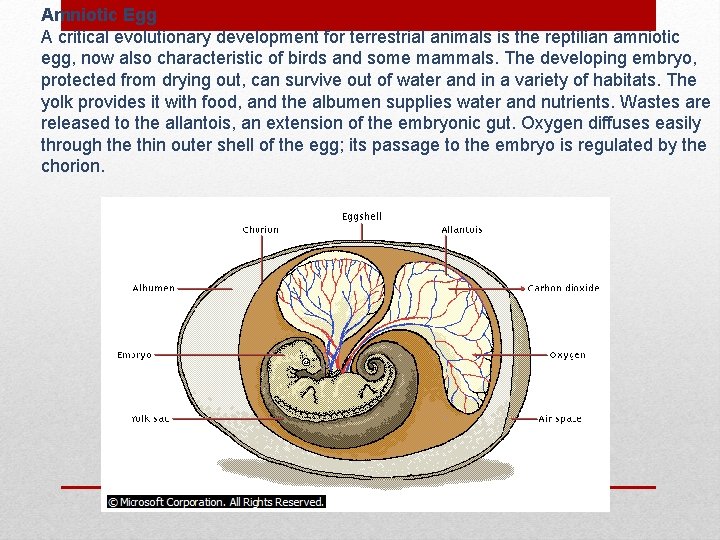 Amniotic Egg A critical evolutionary development for terrestrial animals is the reptilian amniotic egg,