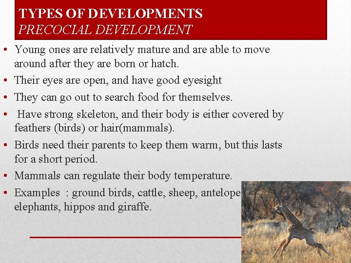 TYPES OF DEVELOPMENTS PRECOCIAL DEVELOPMENT • Young ones are relatively mature and are able