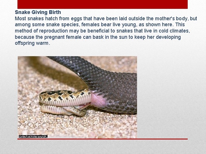 Snake Giving Birth Most snakes hatch from eggs that have been laid outside the