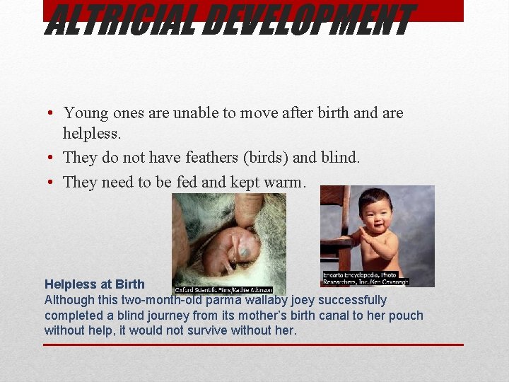 ALTRICIAL DEVELOPMENT • Young ones are unable to move after birth and are helpless.