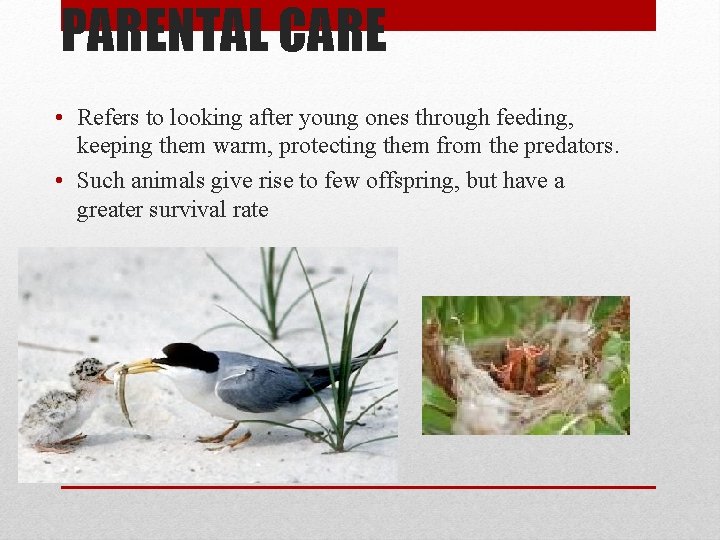 PARENTAL CARE • Refers to looking after young ones through feeding, keeping them warm,