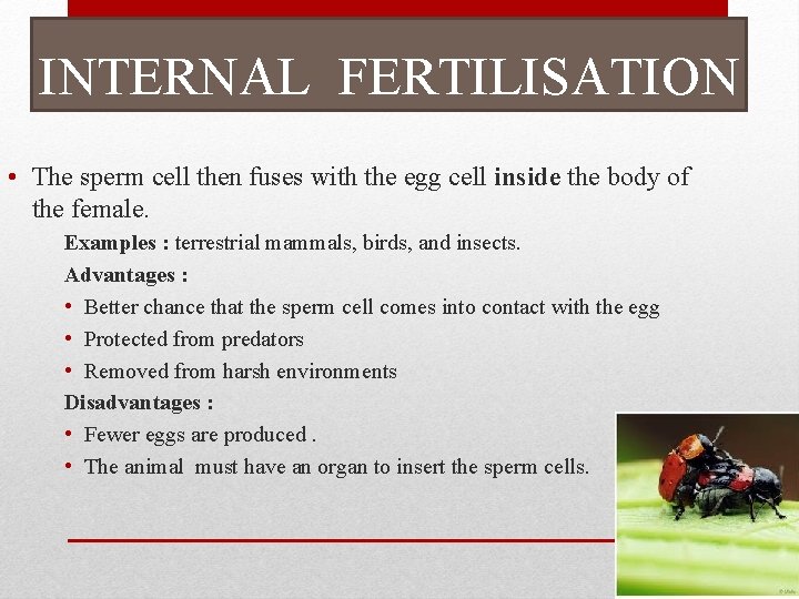 INTERNAL FERTILISATION • The sperm cell then fuses with the egg cell inside the