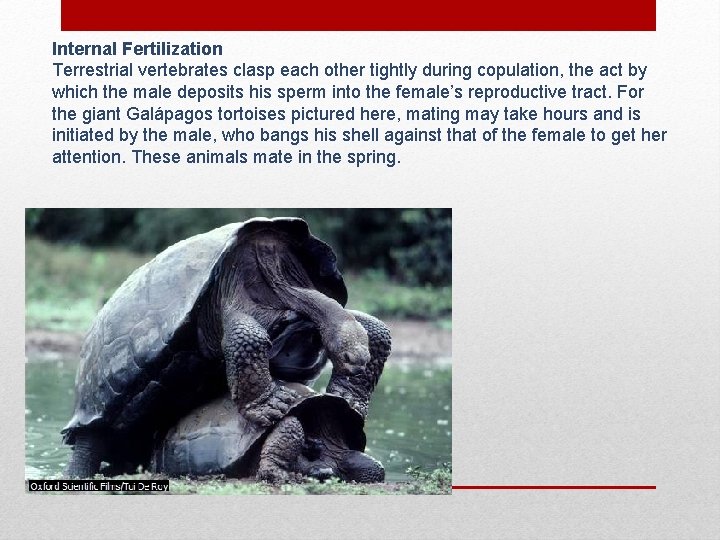 Internal Fertilization Terrestrial vertebrates clasp each other tightly during copulation, the act by which