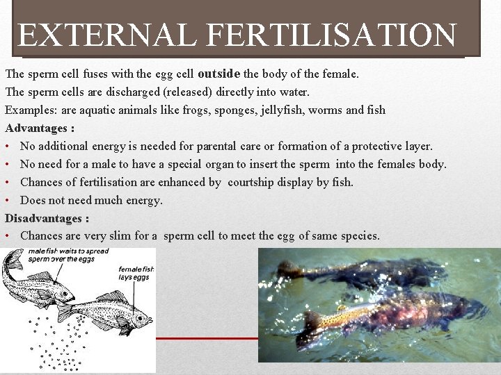 EXTERNAL FERTILISATION The sperm cell fuses with the egg cell outside the body of