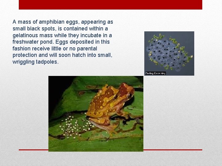 A mass of amphibian eggs, appearing as small black spots, is contained within a