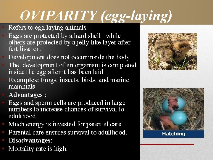 OVIPARITY (egg-laying) • Refers to egg laying animals • Eggs are protected by a