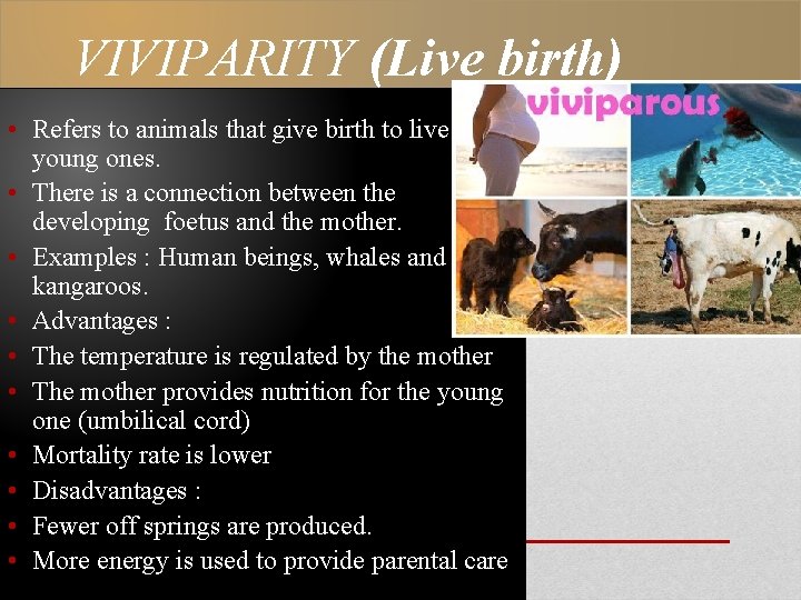 VIVIPARITY (Live birth) • Refers to animals that give birth to live young ones.