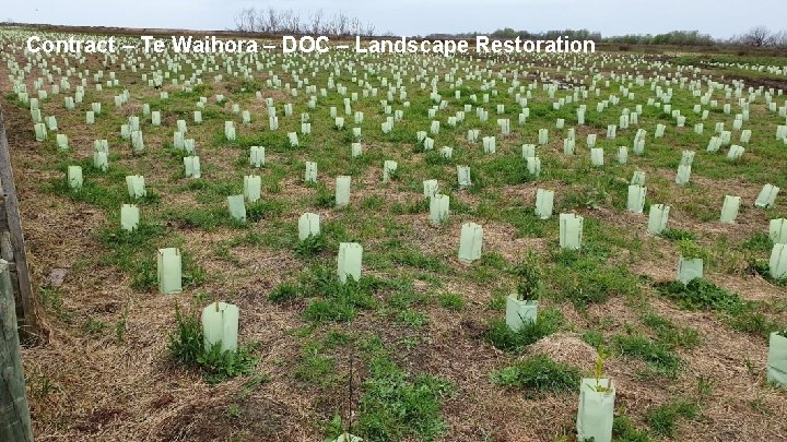 Contract – Te Waihora – DOC – Landscape Restoration 