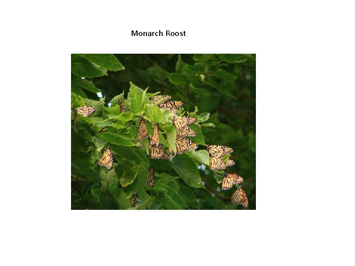 Monarch Roost 