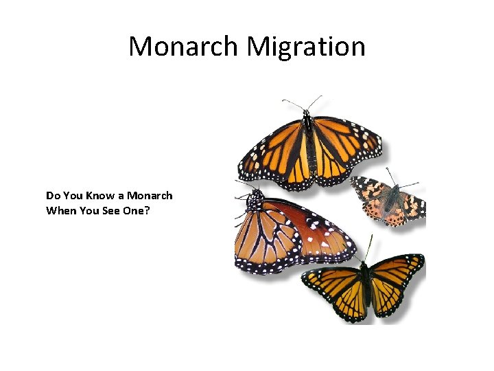 Monarch Migration Do You Know a Monarch When You See One? 