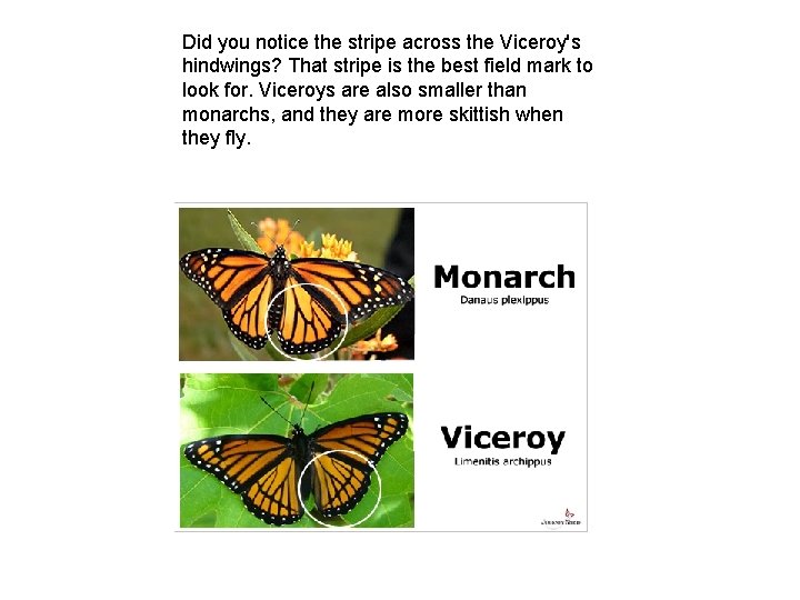 Did you notice the stripe across the Viceroy's hindwings? That stripe is the best