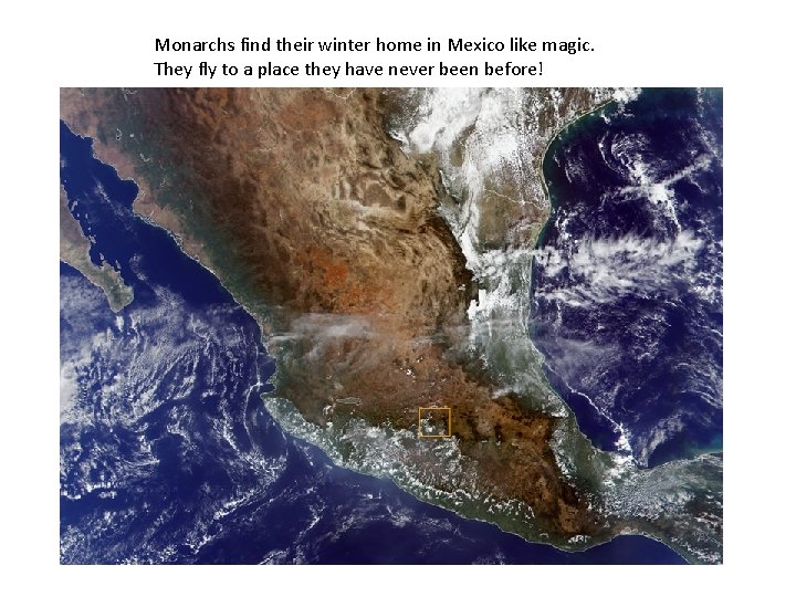 Monarchs find their winter home in Mexico like magic. They fly to a place