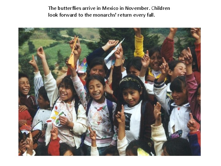 The butterflies arrive in Mexico in November. Children look forward to the monarchs' return