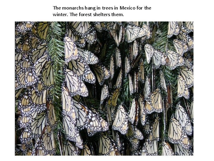 The monarchs hang in trees in Mexico for the winter. The forest shelters them.
