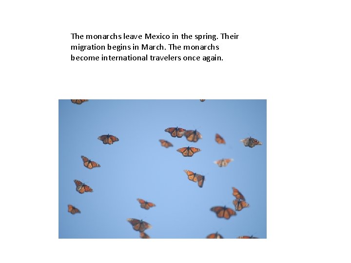 The monarchs leave Mexico in the spring. Their migration begins in March. The monarchs