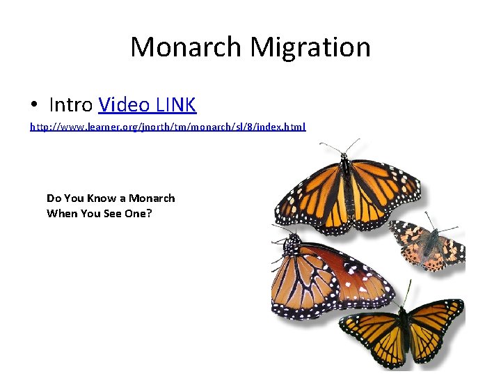 Monarch Migration • Intro Video LINK http: //www. learner. org/jnorth/tm/monarch/sl/8/index. html Do You Know