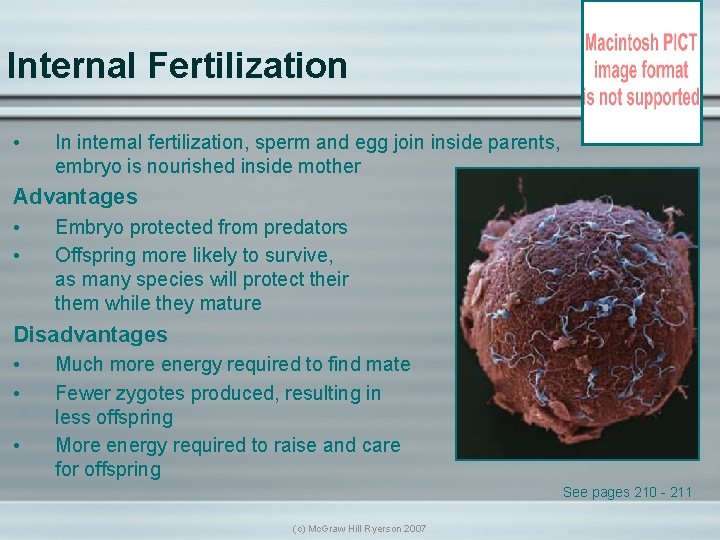 Internal Fertilization • In internal fertilization, sperm and egg join inside parents, embryo is