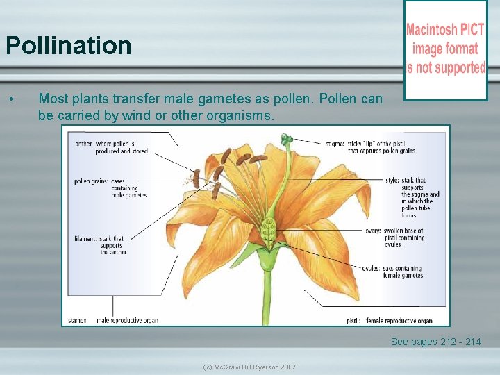 Pollination • Most plants transfer male gametes as pollen. Pollen can be carried by