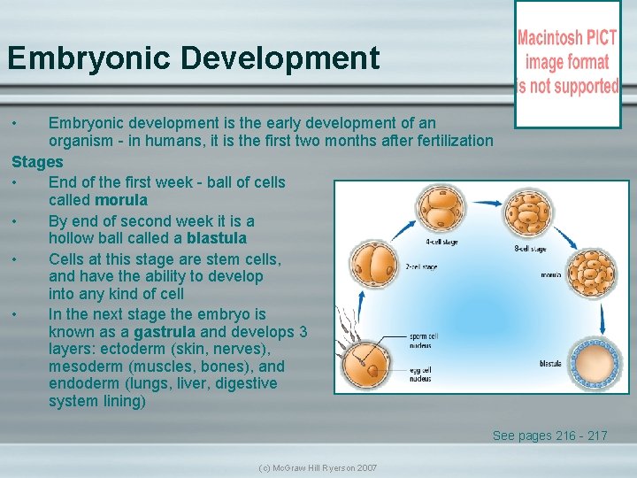 Embryonic Development • Embryonic development is the early development of an organism - in