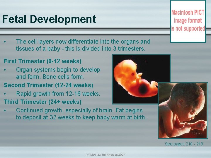 Fetal Development • The cell layers now differentiate into the organs and tissues of