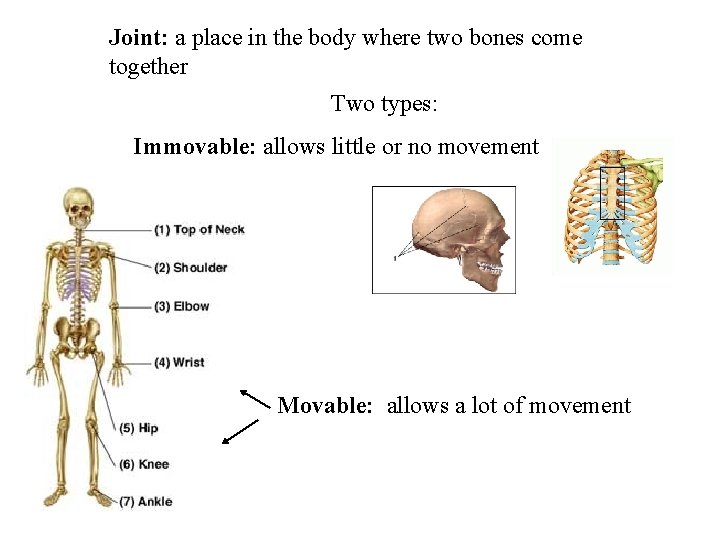 Joint: a place in the body where two bones come together Two types: Immovable: