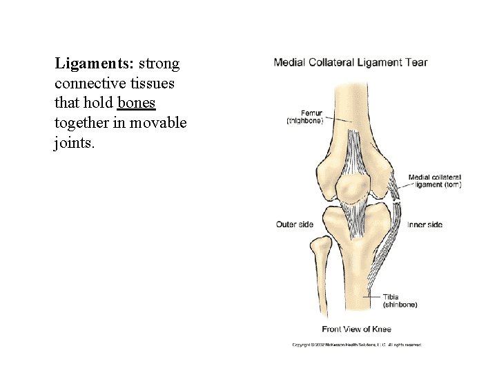 Ligaments: strong connective tissues that hold bones together in movable joints. 