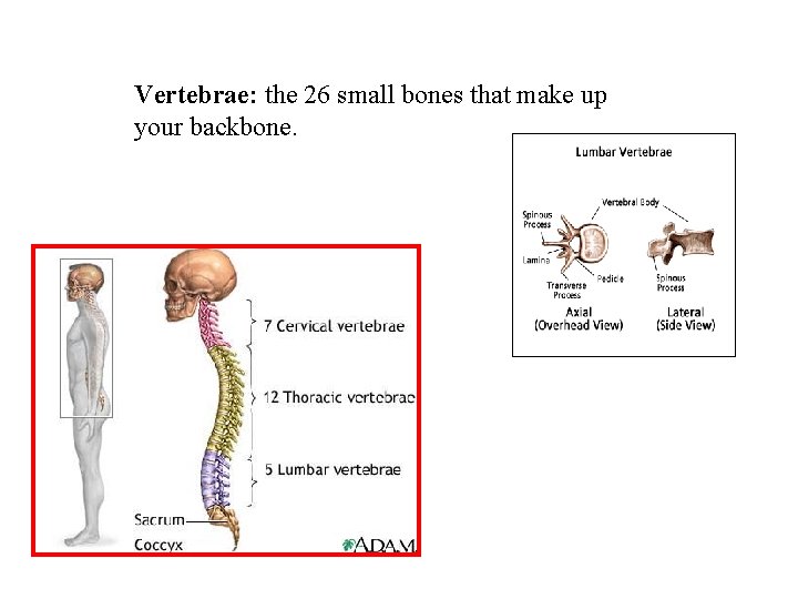 Vertebrae: the 26 small bones that make up your backbone. 