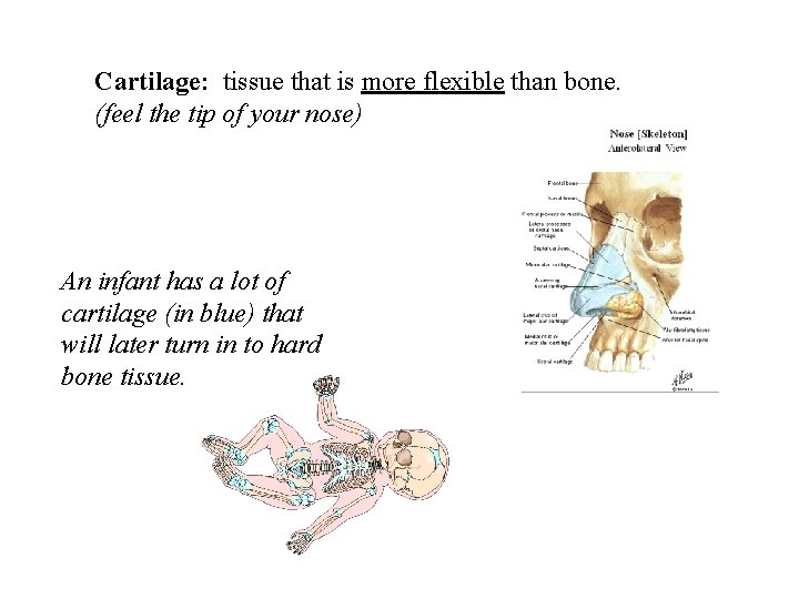 Cartilage: tissue that is more flexible than bone. (feel the tip of your nose)