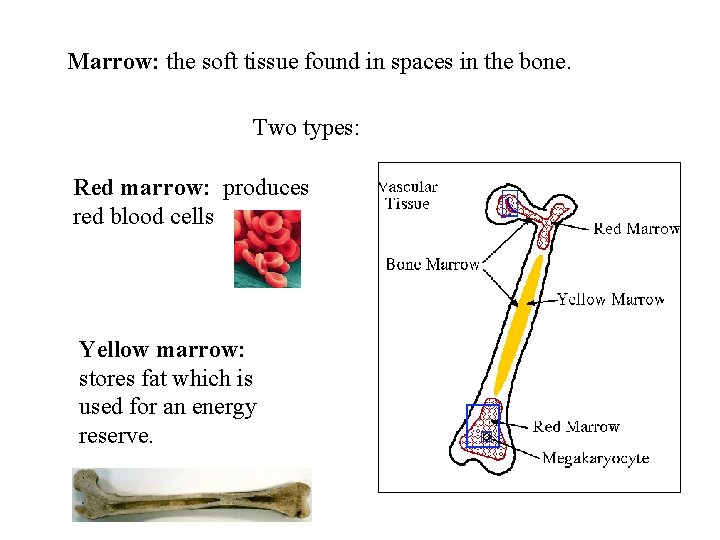 Marrow: the soft tissue found in spaces in the bone. Two types: Red marrow: