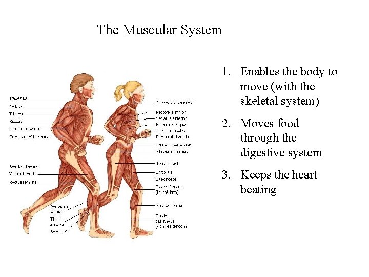 The Muscular System 1. Enables the body to move (with the skeletal system) 2.