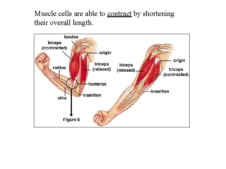 Muscle cells are able to contract by shortening their overall length. 