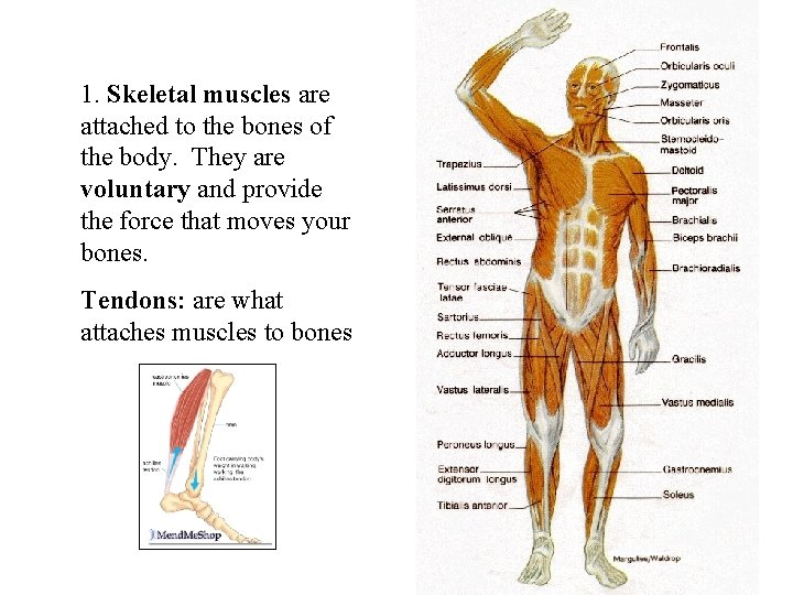 1. Skeletal muscles are attached to the bones of the body. They are voluntary