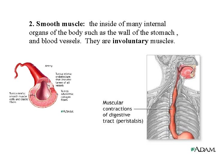2. Smooth muscle: the inside of many internal organs of the body such as