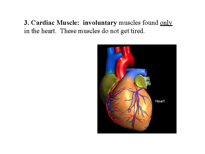 3. Cardiac Muscle: involuntary muscles found only in the heart. These muscles do not