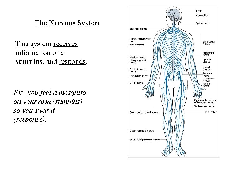 The Nervous System This system receives information or a stimulus, and responds. Ex: you