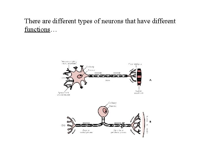 There are different types of neurons that have different functions… 