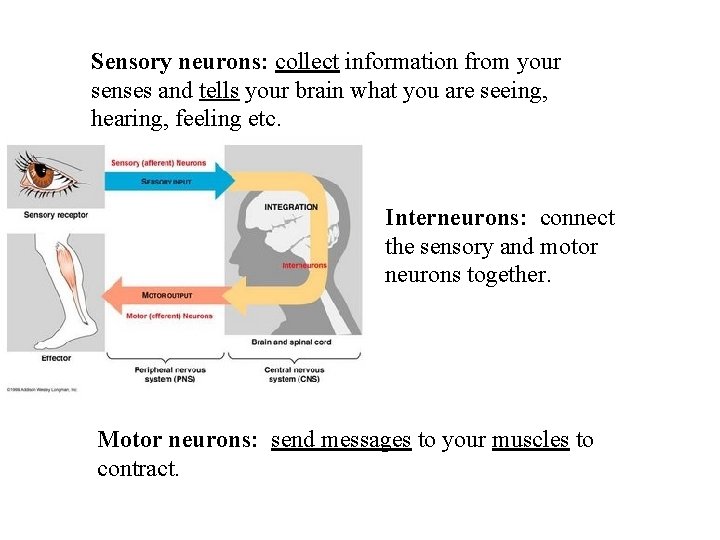 Sensory neurons: collect information from your senses and tells your brain what you are