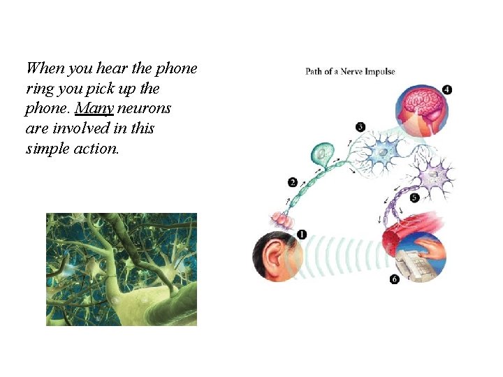 When you hear the phone ring you pick up the phone. Many neurons are