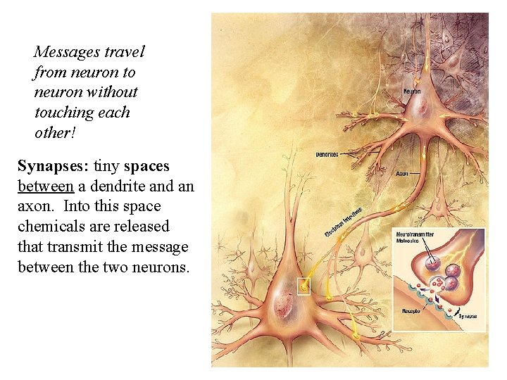 Messages travel from neuron to neuron without touching each other! Synapses: tiny spaces between