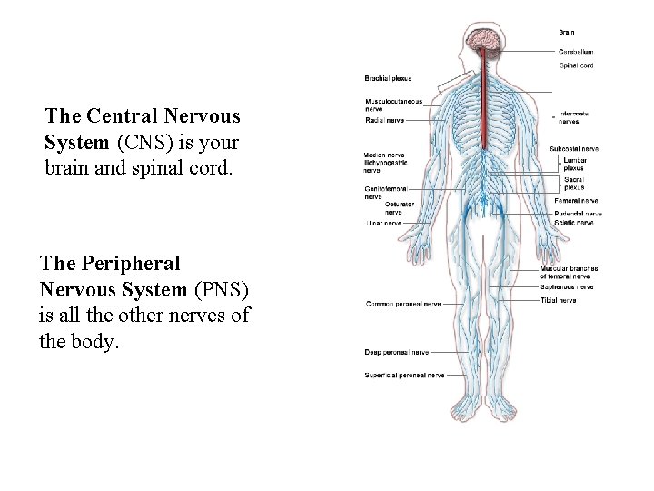 The Central Nervous System (CNS) is your brain and spinal cord. The Peripheral Nervous
