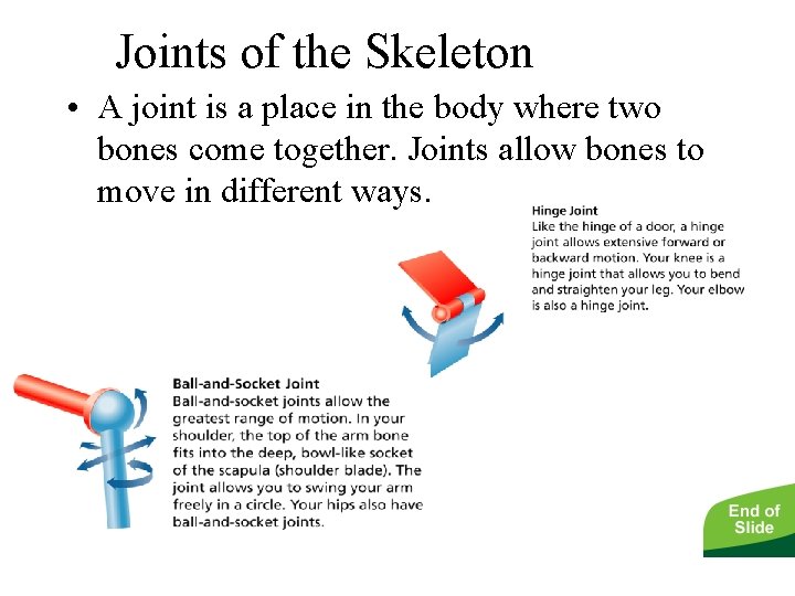 - The Skeletal System Joints of the Skeleton • A joint is a place